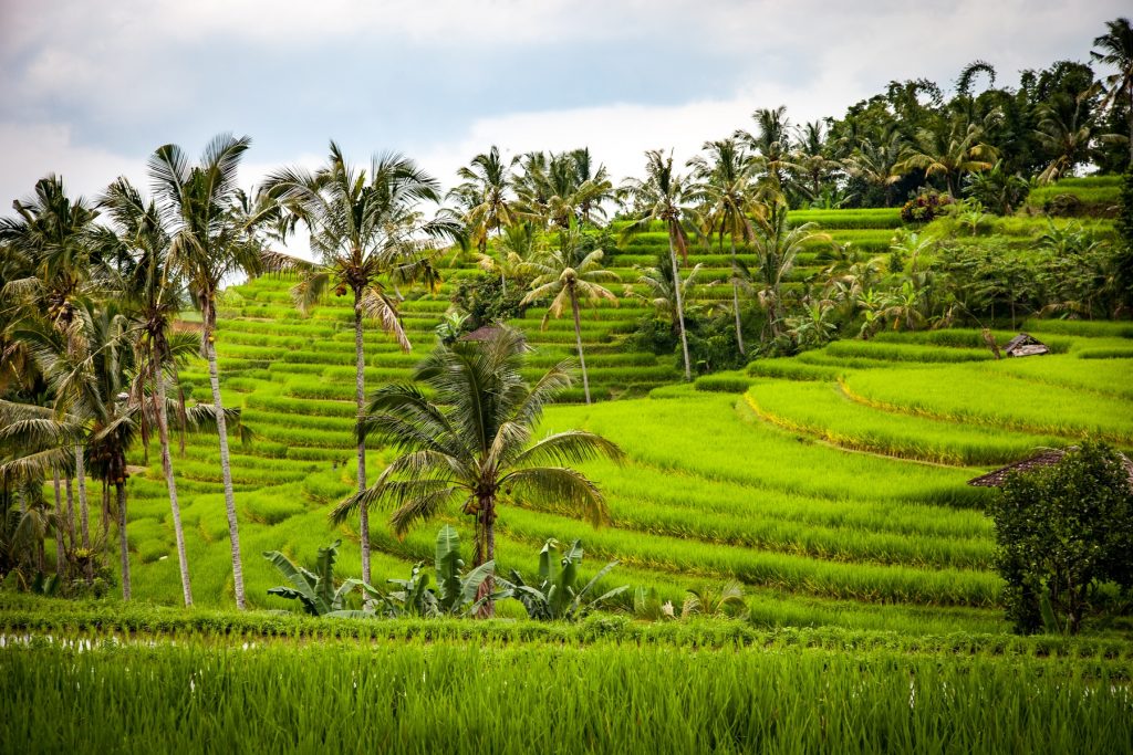 Бали, рисовые плантации