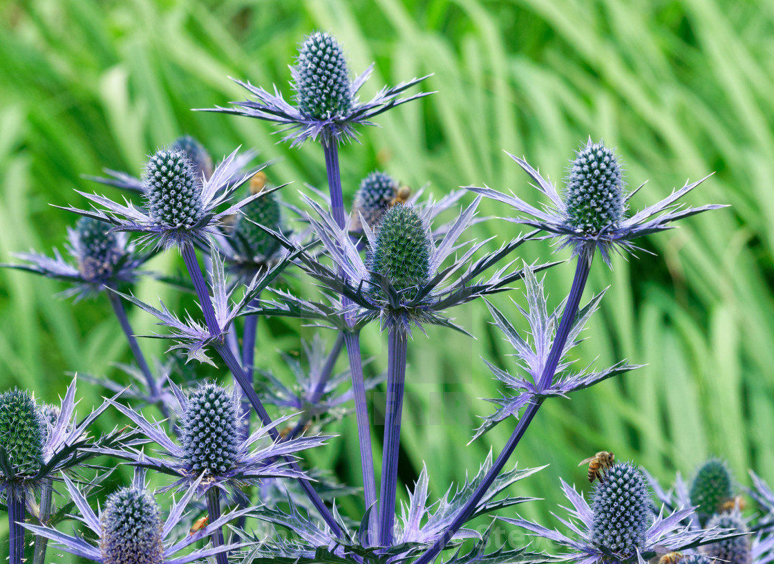 Синеголовник фото. Синеголовник (Eryngium). Синеголовник Альпийский Барракуда. Синеголовник аметистовый. Синеголовник Альпийский с2.